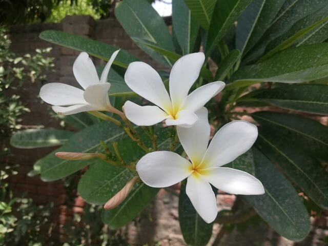 strar shaped white flower with green leaves