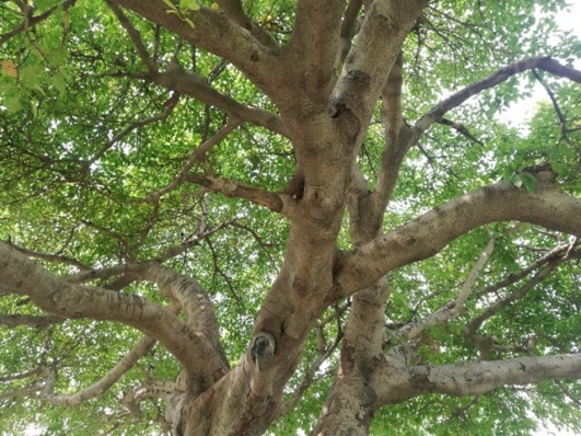 tree trunk with lush green branches
