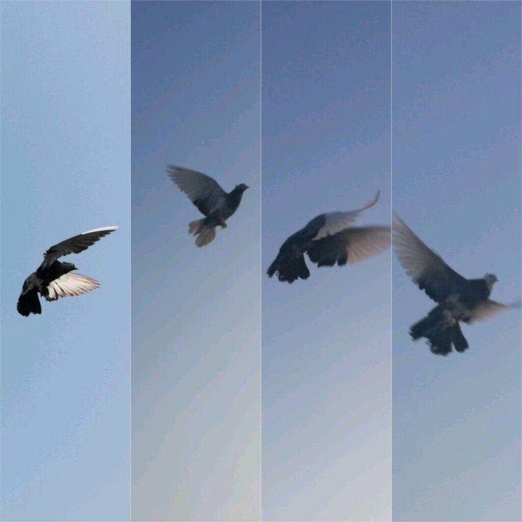 Black pigeons in the air
