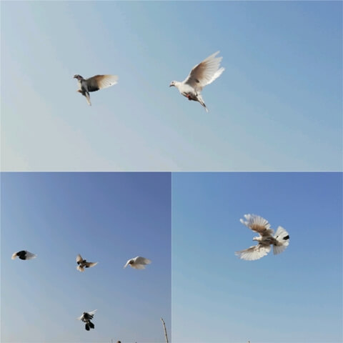 Domestic pigeons during flight