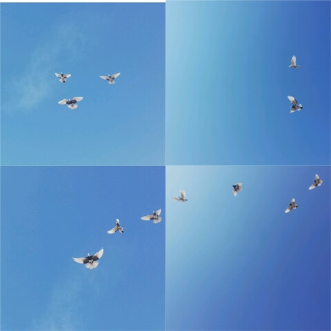Pigeons during flight