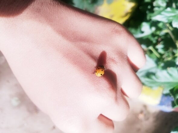 Lady bug on a hand 