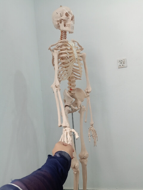 A girl holding a skeletons hand 