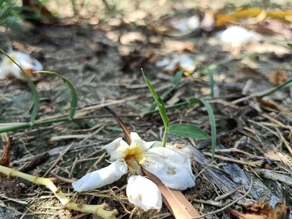 White flower on the ground 