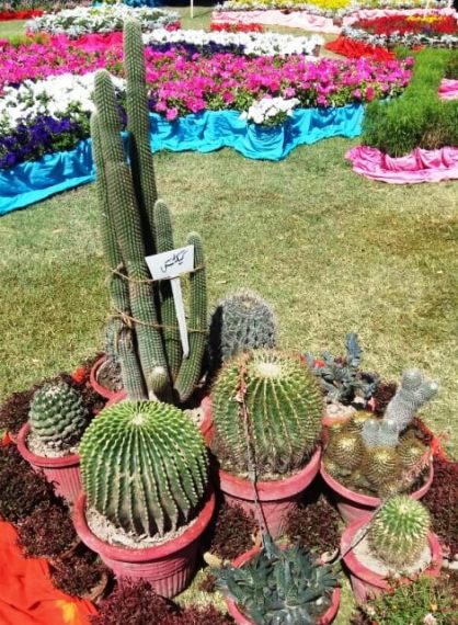 Cactus diversity