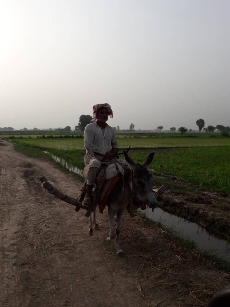 An old man traveling to farms on his donkey 