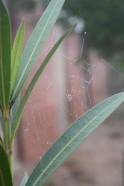 Spider web in winter