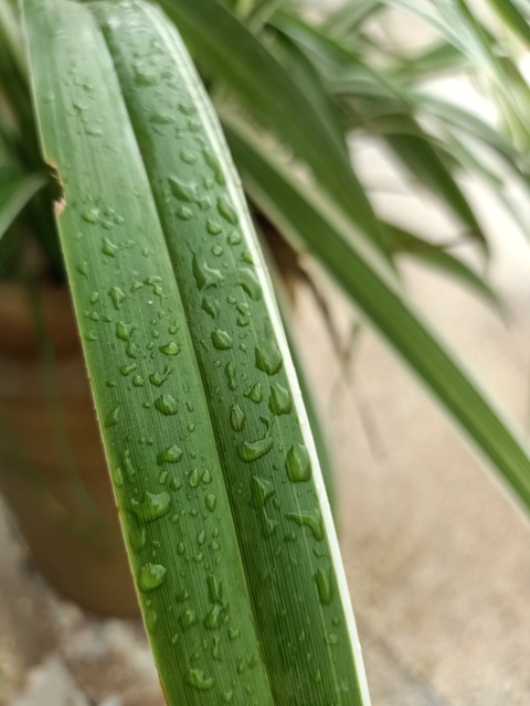 A leaf blade with tiny water drops 