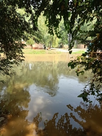 Plants on a canal