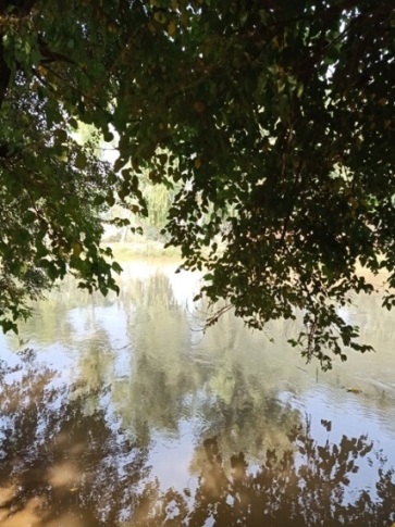 Tree reflection on water