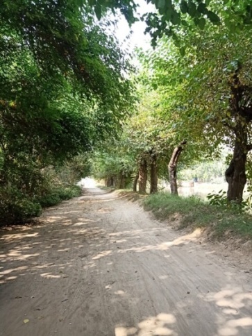 A countryside road with trees 
