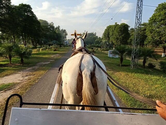 Horse on the road 
