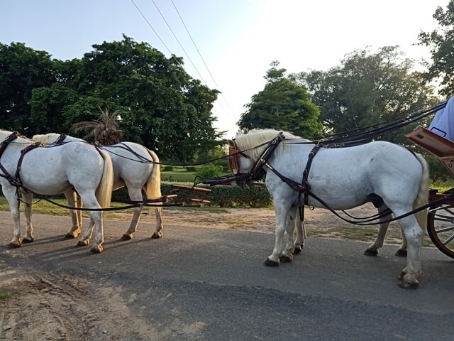 Buggy horses are ready for riding