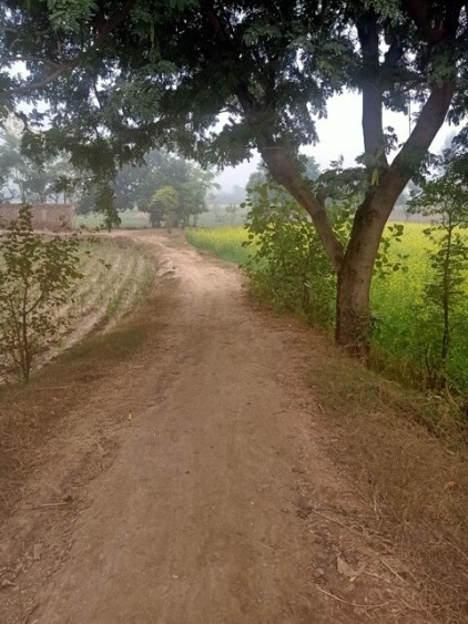Beautiful way to mustard field in the countryside 