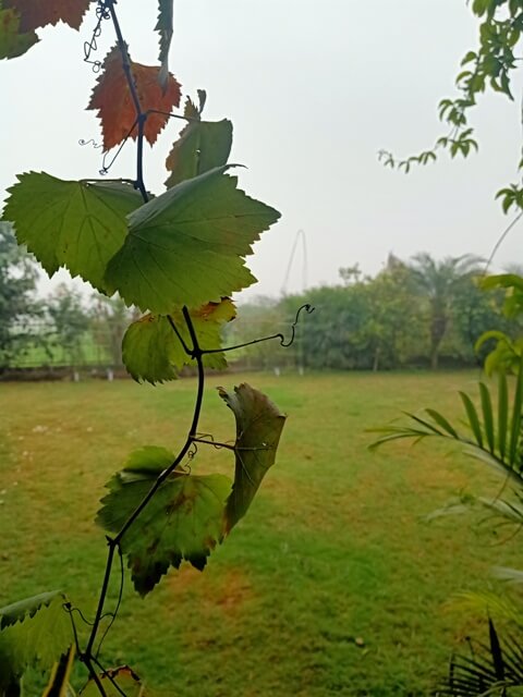 Grape vine leaves in a garden 