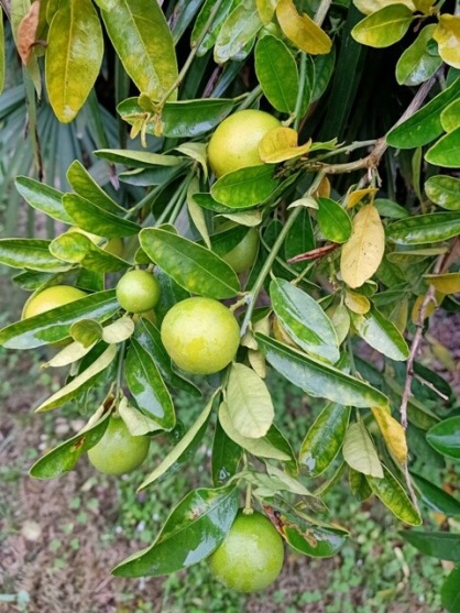 Lemons on a plant 