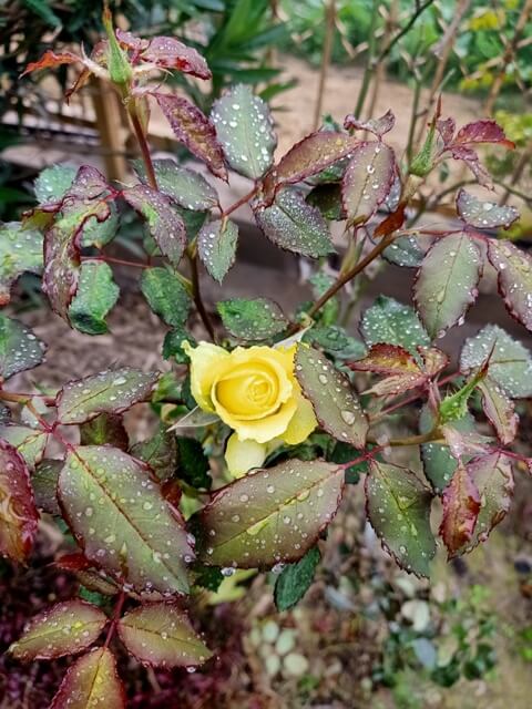 Yellow rose blooming