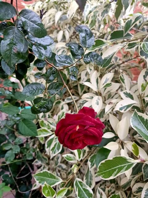 Red rose bloom 
