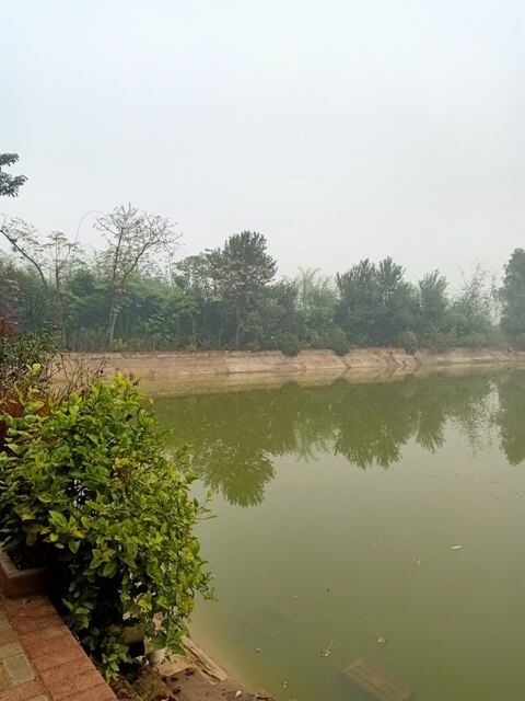 A fish farm with plants view
