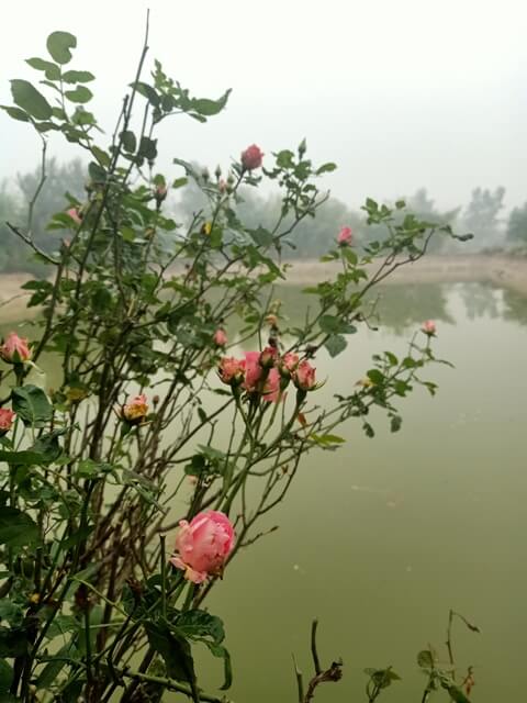 Pink rose plant on a lake 