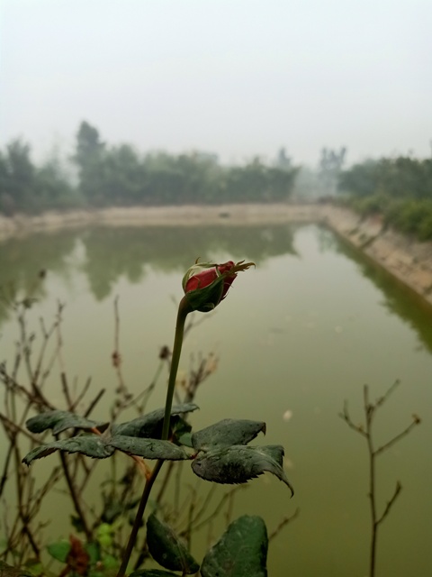 A rose bud on a pool 
