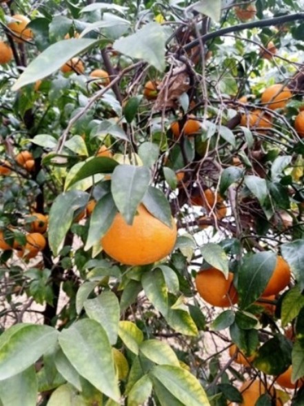 Orange plant with fruit 