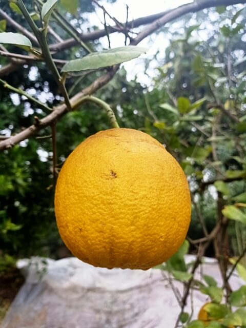 A Meyer lemon 