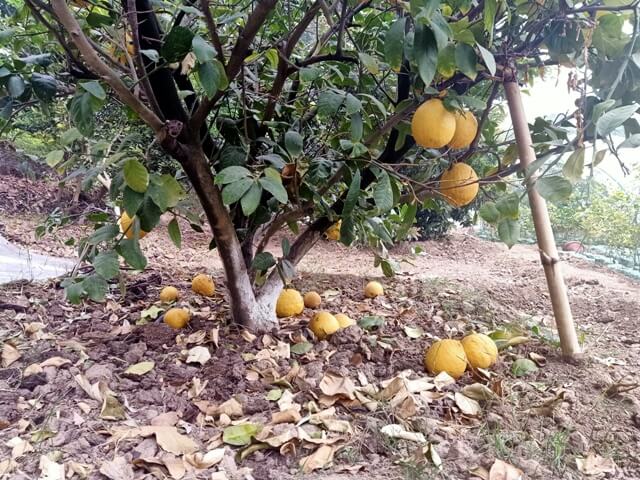 Meyer lemon plant