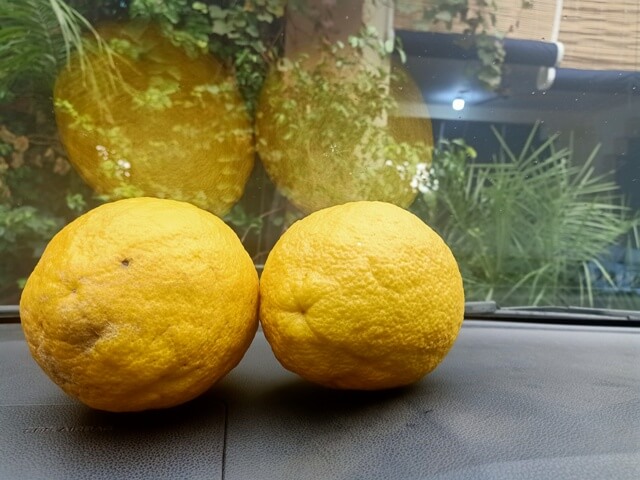 Two Meyer lemons