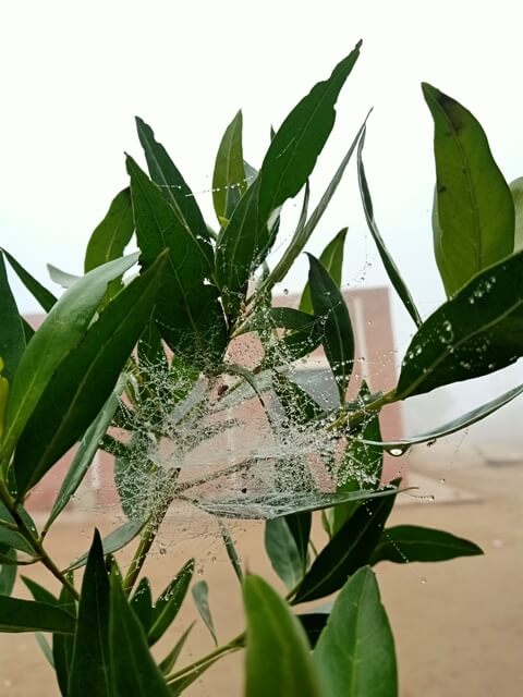 Spider web on a ficus plant
