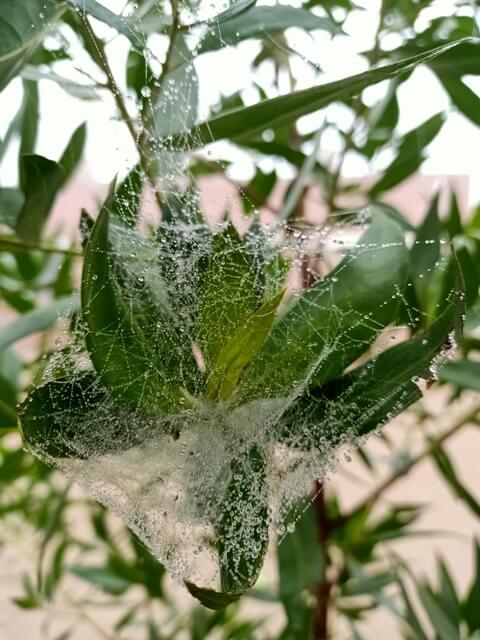 Winter spider web