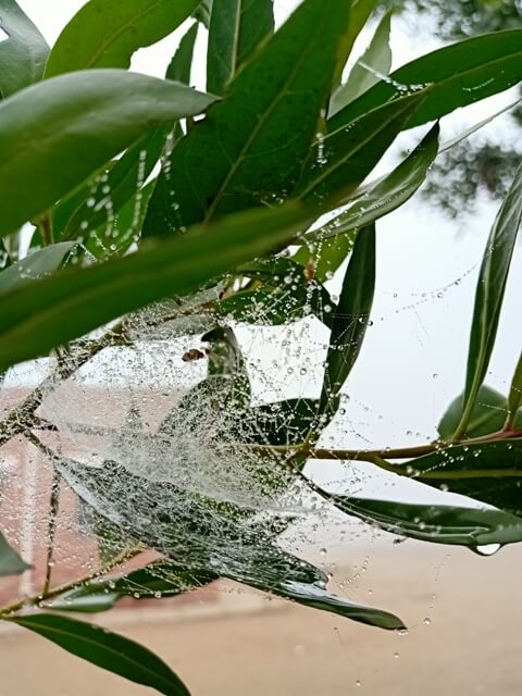 Spider webs on leaves 