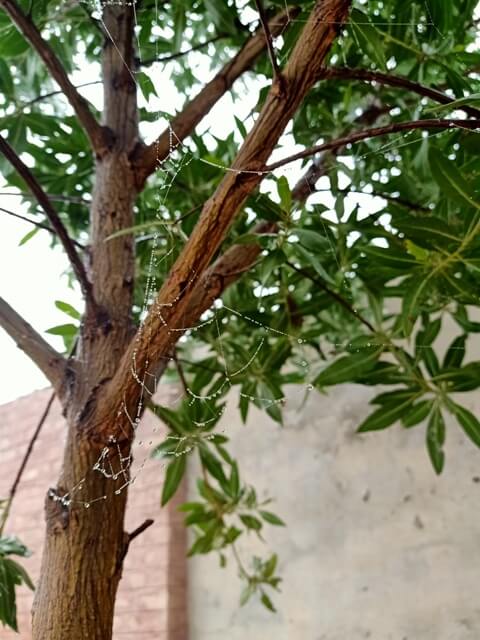 Beautiful spider web on a tree