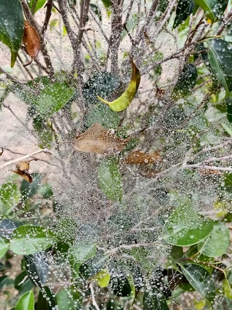Autumn spider webs with dew drops