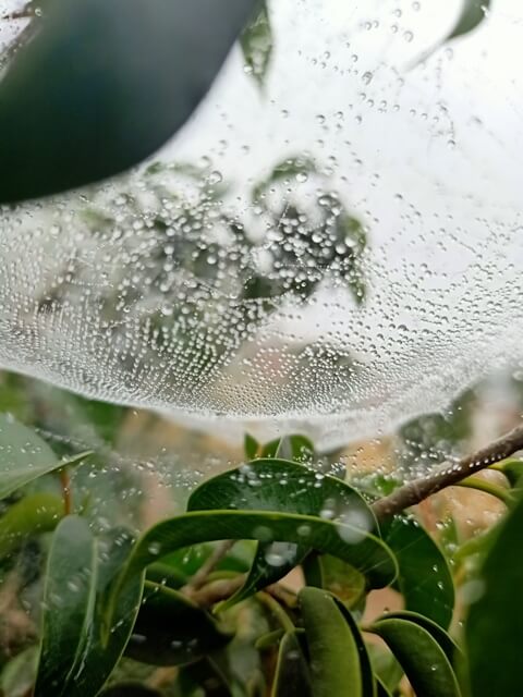 Ventral view of spider web with dew 