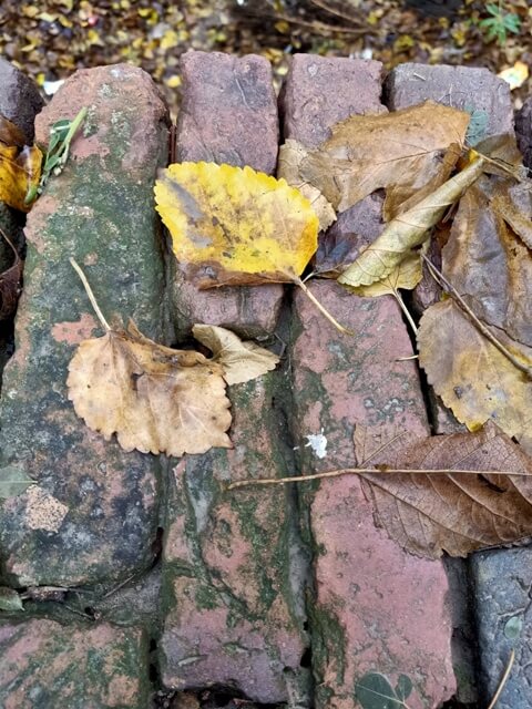 Beautiful autumn leaves on brick ground