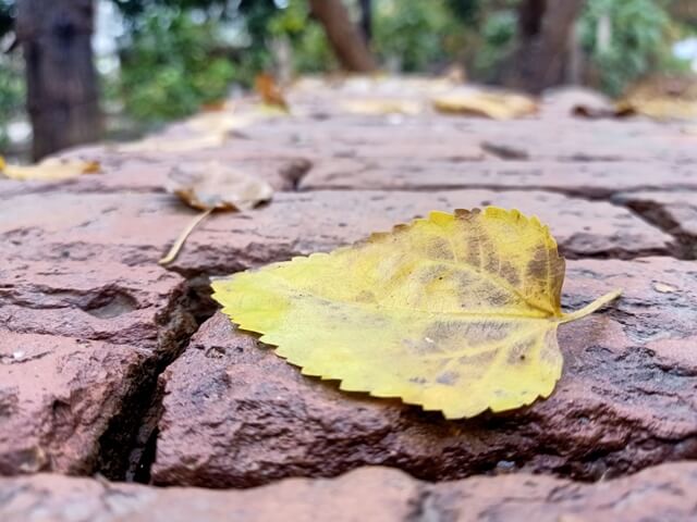 An autumn yellow leaf on ground