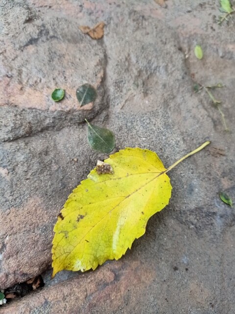 Yellow leaf on ground
