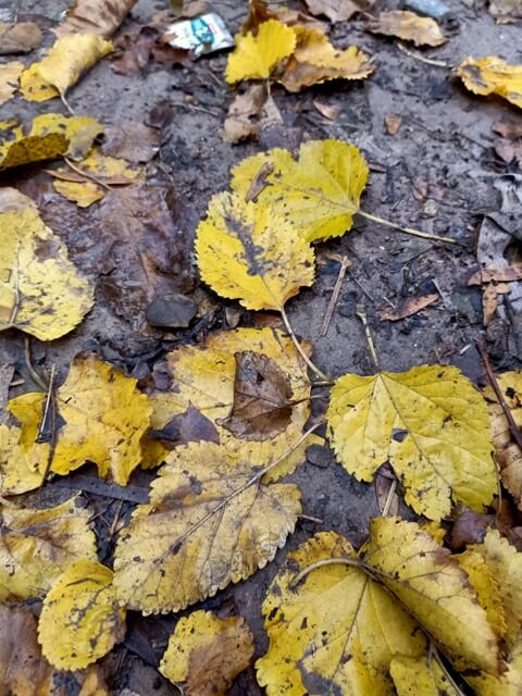 Autumn leaves on a rainy ground