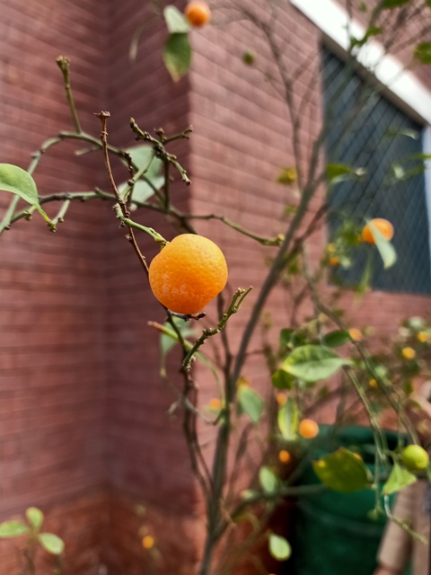 Tiny orange 