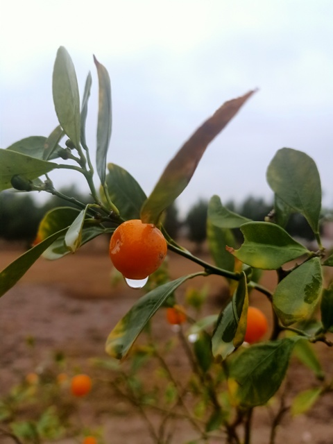 Tiny orange with dew 