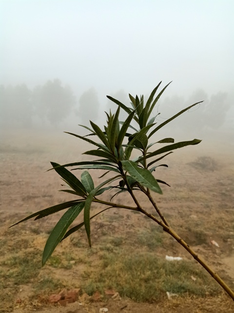 A plant branch in foggy weather