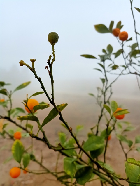 Chinese tiny orange plant 