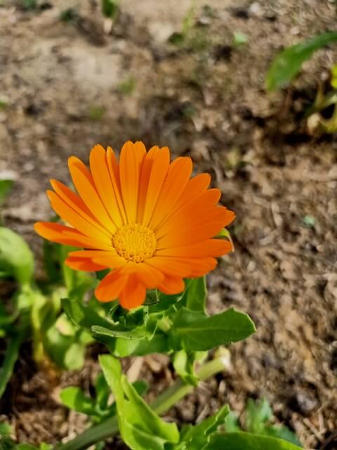 Marigold during a sunny day 