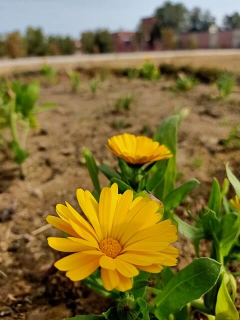 Garden Marigold 