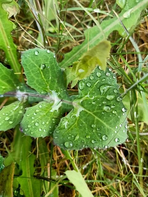 Water drops on a garden leaf