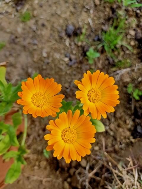 Attractive yellow marigold 