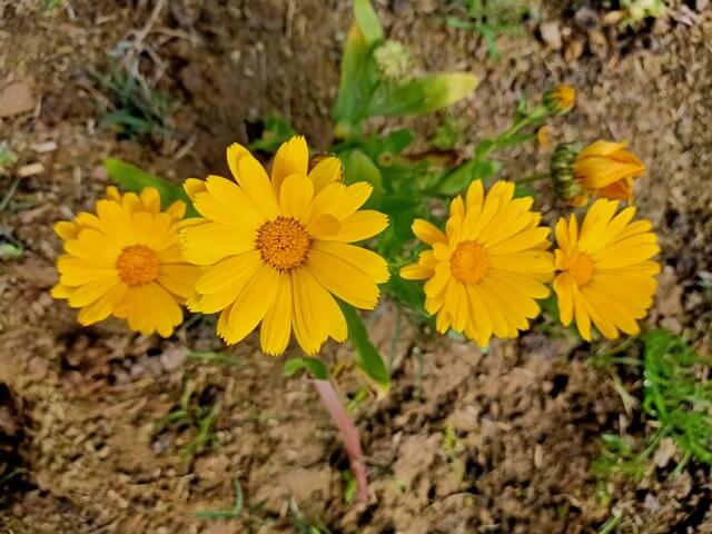 Yellow marigold in a line 