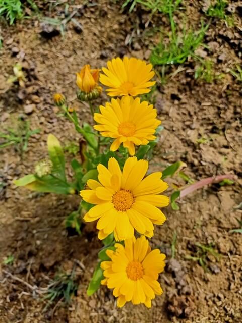 Marigold in a garden 