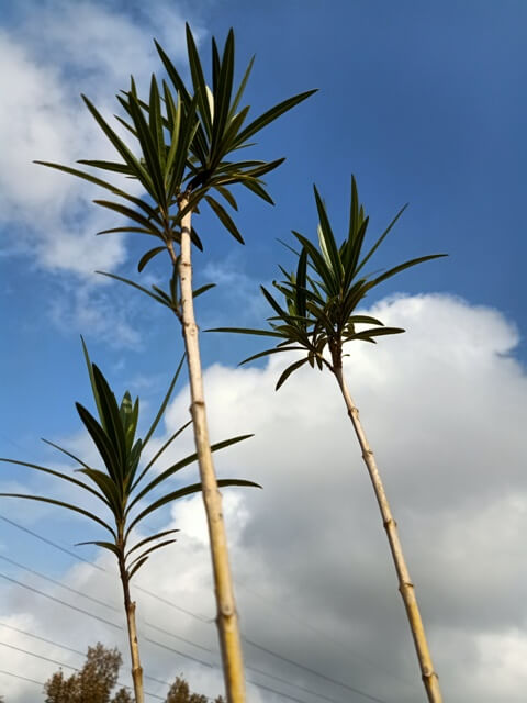 Plants with sky high background
